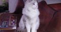 Ragdoll Boy – Kansas💖😍
