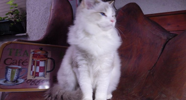 Ragdoll Boy – Kansas💖😍