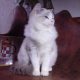 Ragdoll Boy – Kansas💖😍