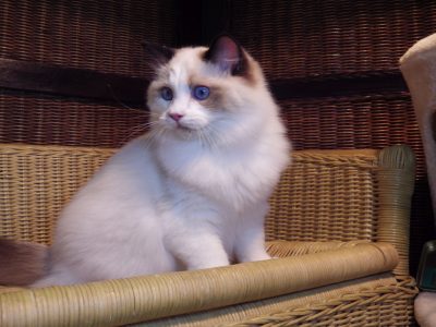 Lola! 😍😍💖💖Ragdoll cica!