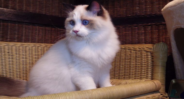 Lola! 😍😍💖💖Ragdoll cica!