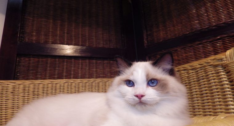 Lola! 😍😍💖💖Ragdoll cica!