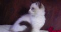 Marilyn! 💖😍💖 Ragdoll cica!