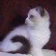 Marilyn! 💖😍💖 Ragdoll cica!