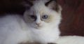 Marilyn! 💖😍💖 Ragdoll cica!