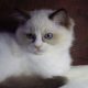 Marilyn! 💖😍💖 Ragdoll cica!