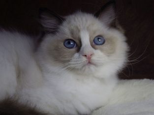 Marilyn! 💖😍💖 Ragdoll cica!