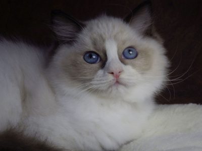 Marilyn! 💖😍💖 Ragdoll cica!