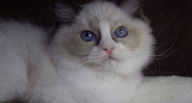 Marilyn! 💖😍💖 Ragdoll cica!