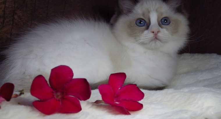 Marilyn! 💖😍💖 Ragdoll cica!