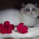 Marilyn! 💖😍💖 Ragdoll cica!