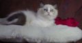 Marilyn! 💖😍💖 Ragdoll cica!