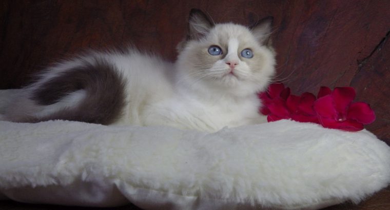 Marilyn! 💖😍💖 Ragdoll cica!