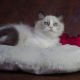 Marilyn! 💖😍💖 Ragdoll cica!