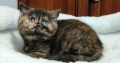 Brit rövidszőrű fekete tortie