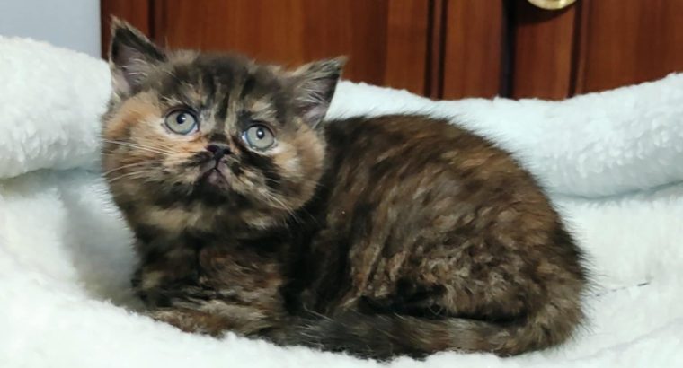 Brit rövidszőrű fekete tortie