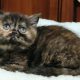 Brit rövidszőrű fekete tortie