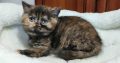 Brit rövidszőrű fekete tortie