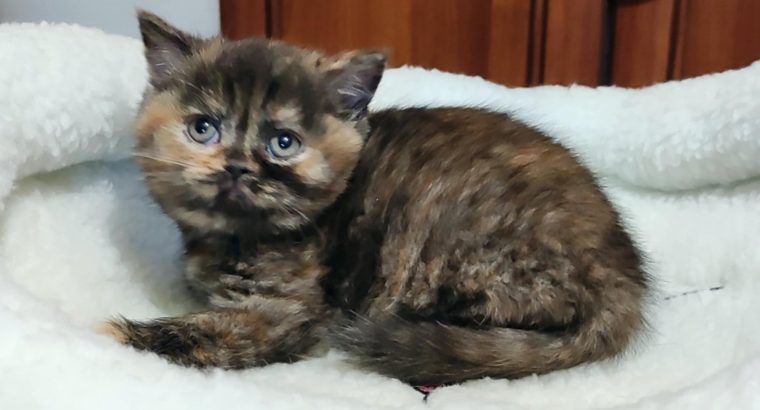 Brit rövidszőrű fekete tortie