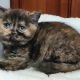 Brit rövidszőrű fekete tortie