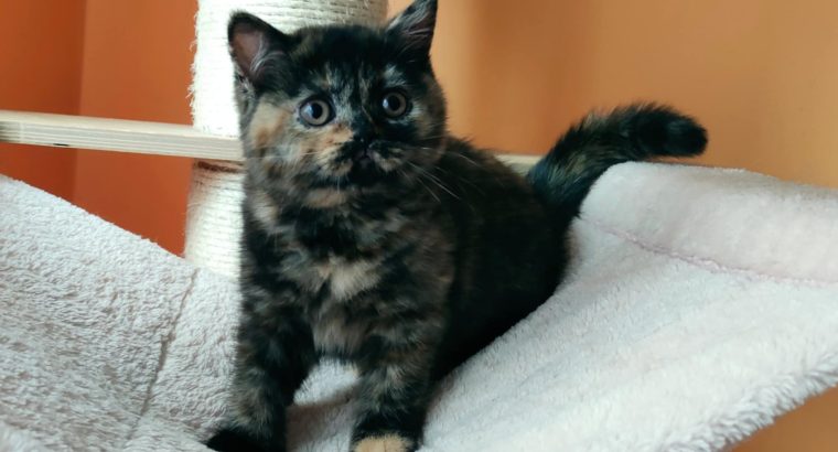 Brit rövidszőrű fekete tortie