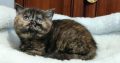 Brit rövidszőrű fekete tortie
