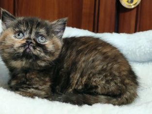 Brit rövidszőrű fekete tortie