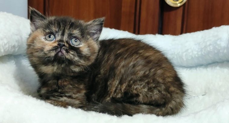 Brit rövidszőrű fekete tortie