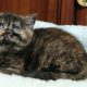 Brit rövidszőrű fekete tortie