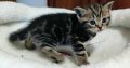 Brit rövidszőrű tabby kislány