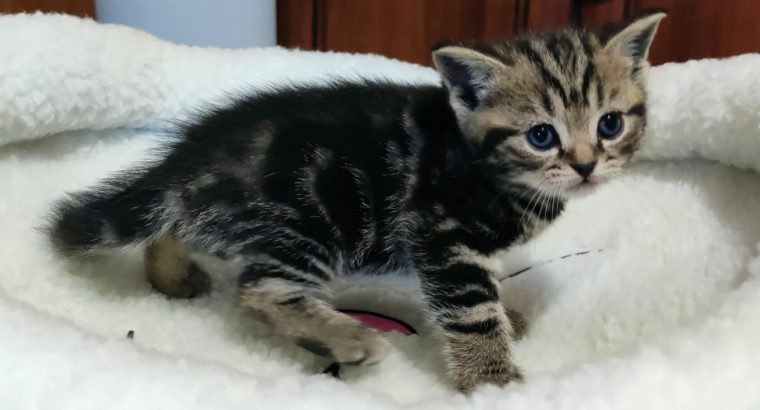 Brit rövidszőrű tabby kislány