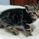 Brit rövidszőrű tabby kislány
