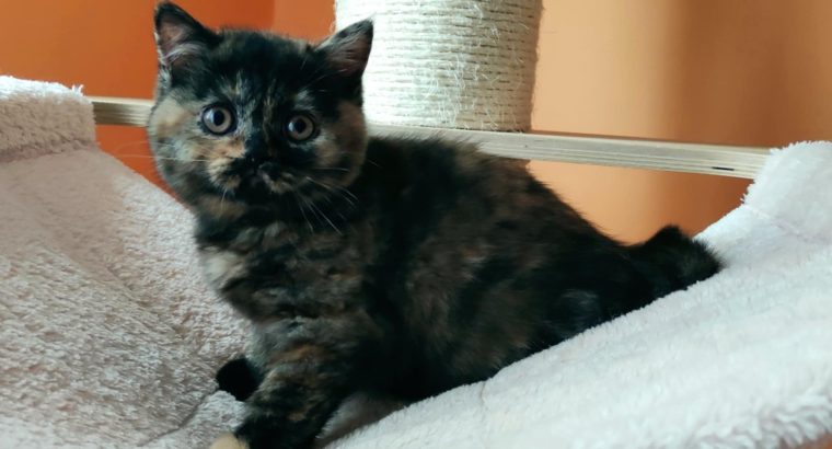 Brit rövidszőrű fekete tortie