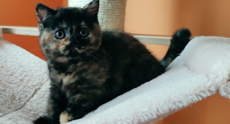 Brit rövidszőrű fekete tortie