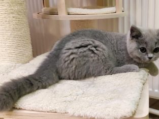 Brit rövidszőrű kék kandúrka