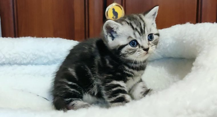 Brit rövidszőrű tabby kisfiú