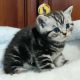 Brit rövidszőrű tabby kisfiú