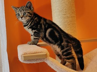 Brit rövidszőrű tabby kislány
