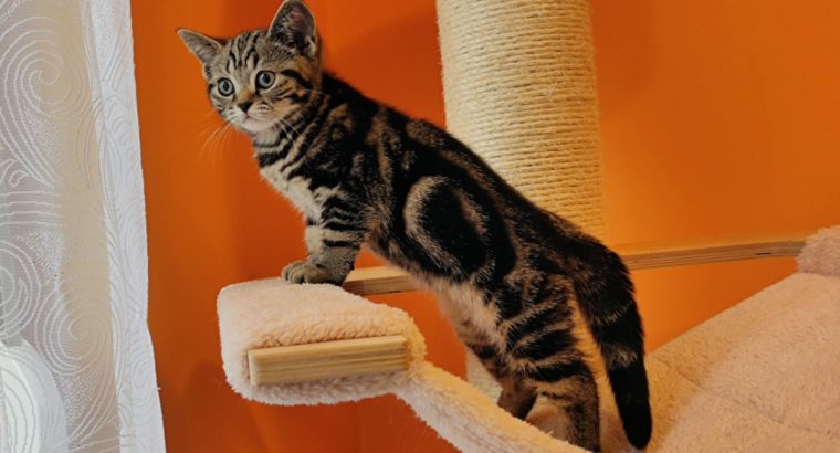 Brit rövidszőrű tabby kislány