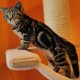 Brit rövidszőrű tabby kislány