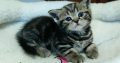 Brit rövidszőrű tabby kislány