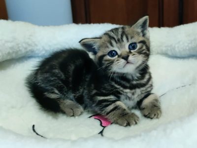Brit rövidszőrű tabby kislány
