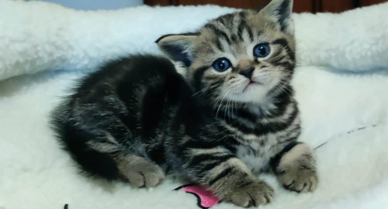 Brit rövidszőrű tabby kislány