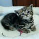 Brit rövidszőrű tabby kislány