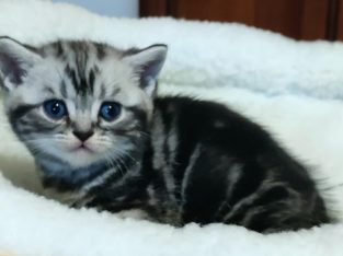 Brit rövidszőrű tabby kandúrka