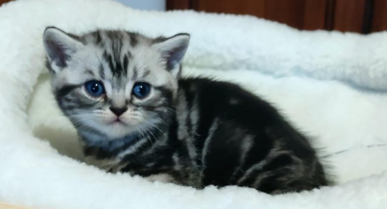 Brit rövidszőrű tabby kandúrka