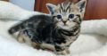 Brit rövidszőrű tabby kislány