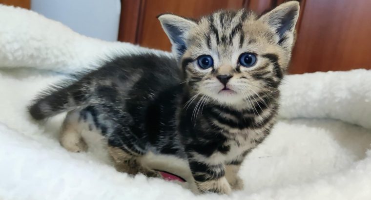 Brit rövidszőrű tabby kislány