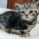 Brit rövidszőrű tabby kislány