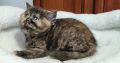 Brit rövidszőrű fekete tortie